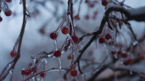 close-up of snow-frosted tree branches adorned with vibrant red berries and icicles hanging delicately, blurred background enhances focus on icy details