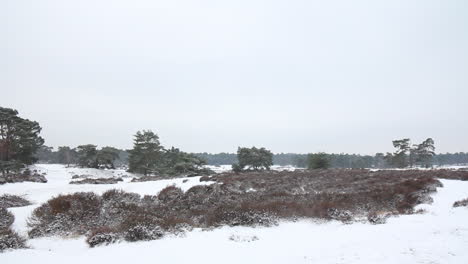 Bushes-and-trees-in-snow-covered-natural-park---locked-shot