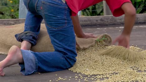 man collecting dried coffee beans into a sack, in valparaíso colombia