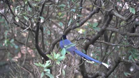 Die-Berühmte-Wilde-Blaue-Elster-Taiwans-Ist-Oft-In-Taiwan-Endemisch-Und-Wird-Vor-Der-Kamera-Gefangen