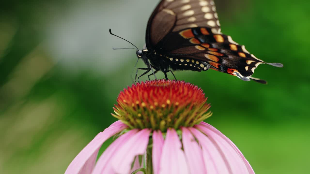 Huge swallowtail butterfly feeding on a purple coneflower in the sunlight, North America, Quebec, Montreal, Canada.