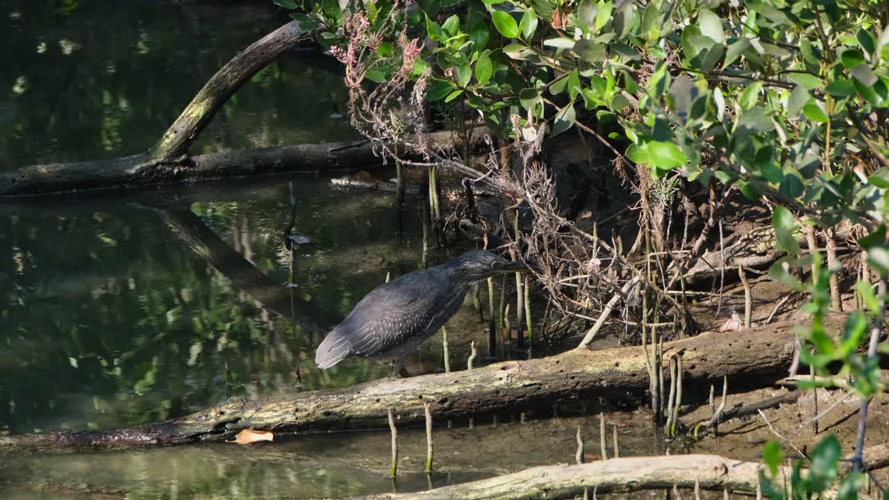 mirando profundamente dentro del bosque de manglares mientras está de pie en un tronco podrido caído, garza estriada butorides striata, tailandia