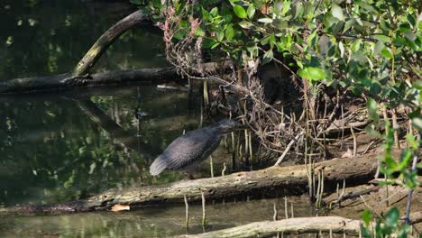 looking deep inside the mangrove forest while standing on a fallen rotting log, striated heron butorides striata, thailand