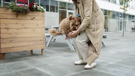 a small puppy dog jumping up at its owner during her lunch break in the city,captured in slow motion