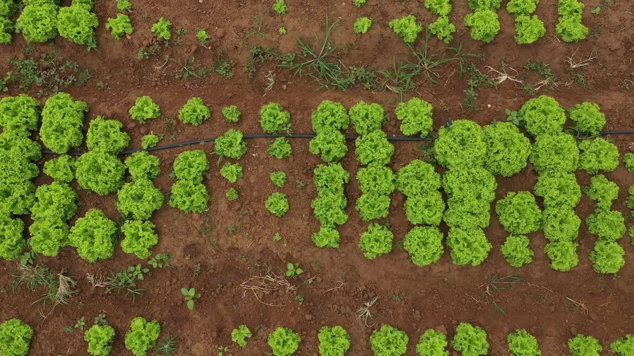 vista desde arriba del crecimiento de los cultivos debido al riego de agua en tierras estériles