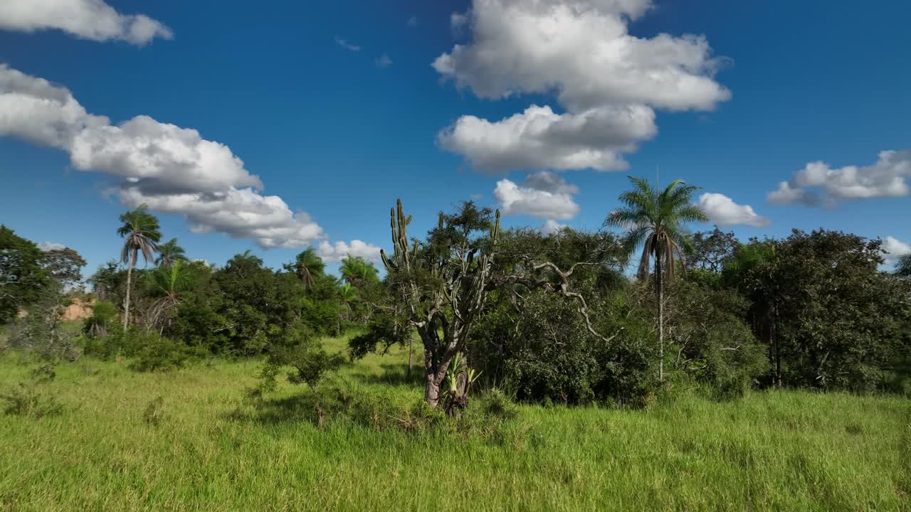 tres de cerca la jungla de bolivia rinforest con palma