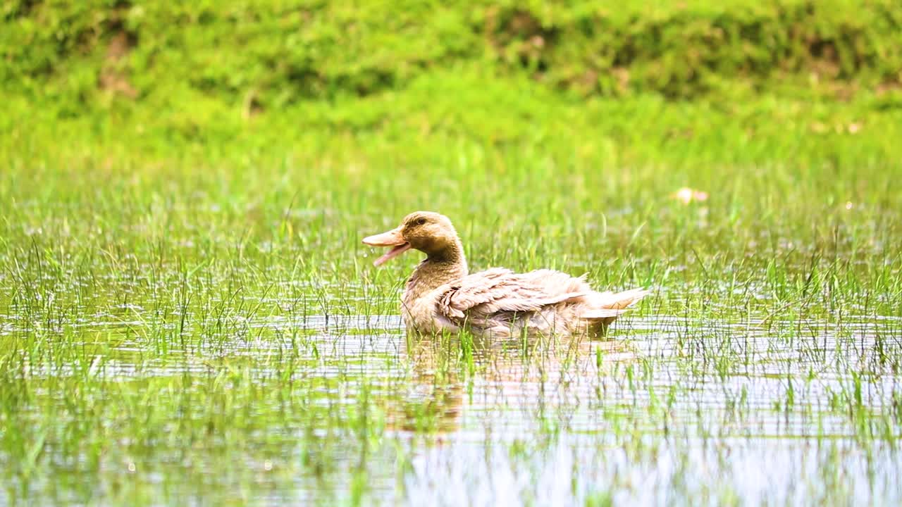 Anatra indiana Desi autoctona che rinfresca la testa sott'acqua in una prateria