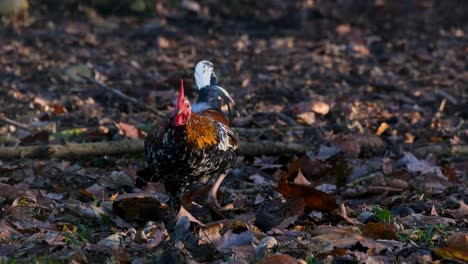 primer plano de un gallo aislado en busca de comida y rascando el suelo, concepto de animal de granja