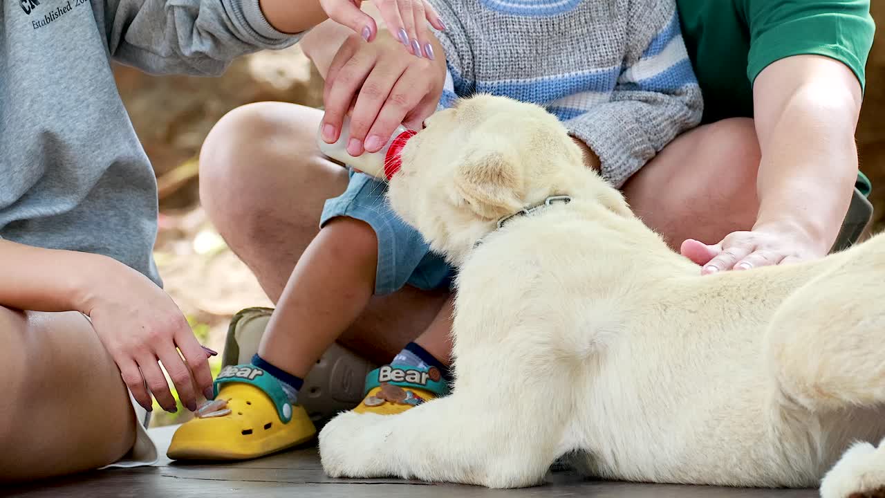 Family interacts with a white tiger cub