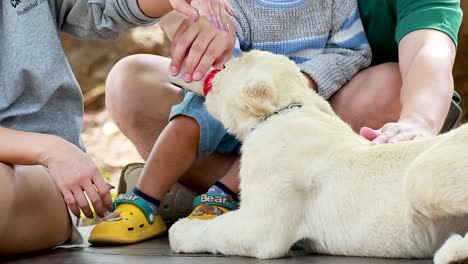 family interacts with a white tiger cub