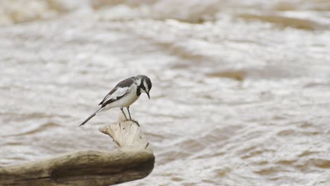 pied wagtail bird in africa, small little black and white african birds on wildlife safari in masai mara, kenya, perching on branch, perched on perch by mara river, maasai mara birdlife