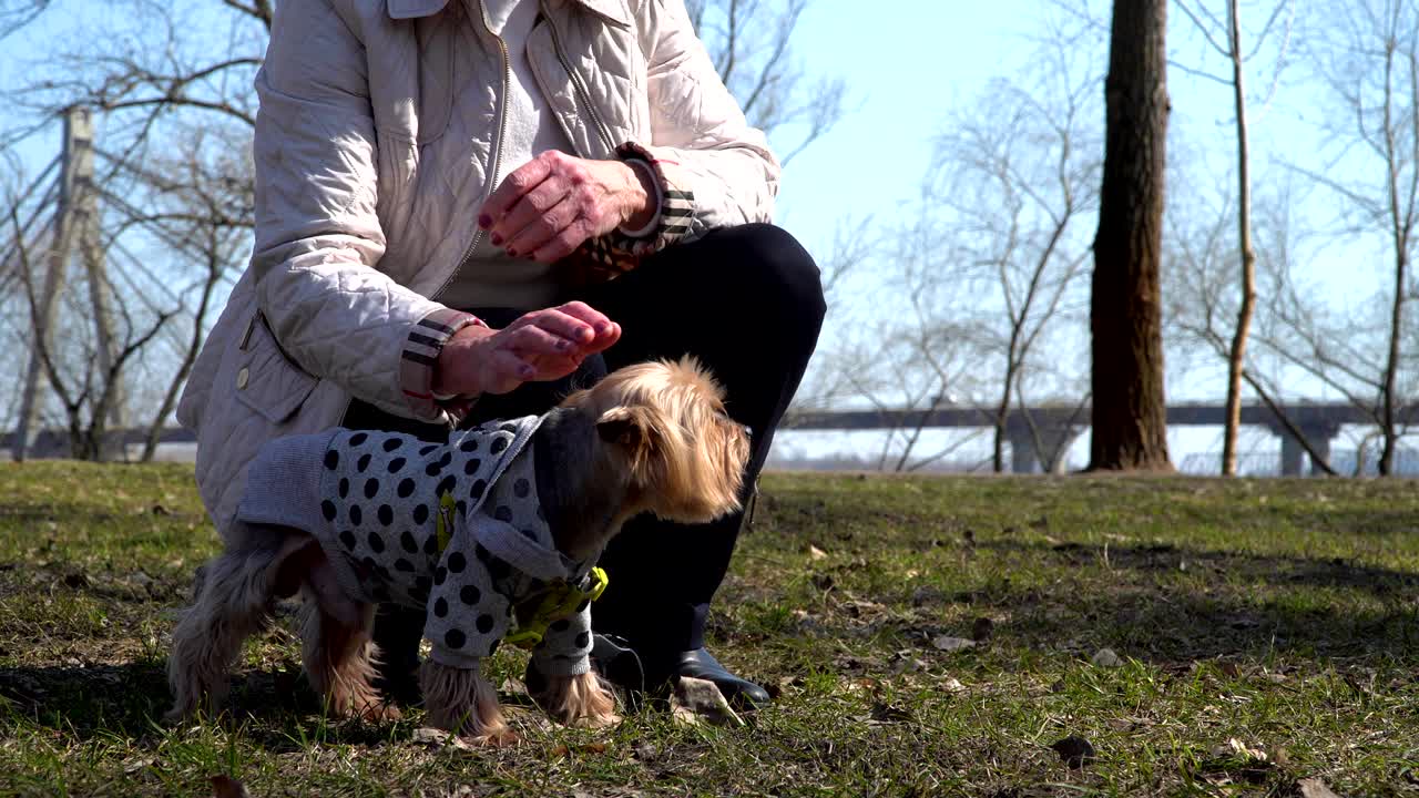 고위 여성이 작은 개를 만지고 있습니다.