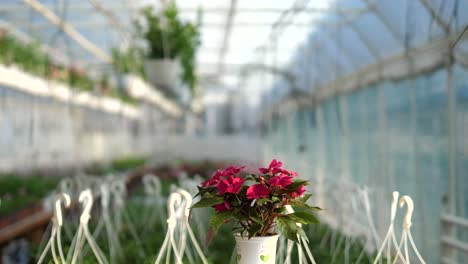 video de producto de 360 grados con flores en un fondo borroso