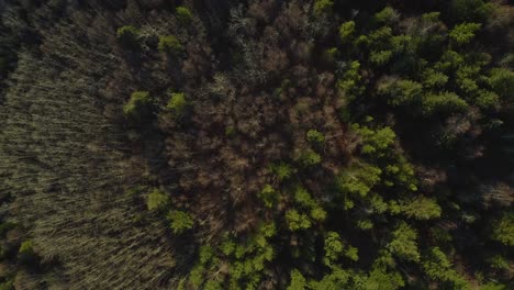 A straight-down, twisting, moving aerial drone shot of the Pidherny Trail and Foothills forest during the summer months in Prince George, northern BC