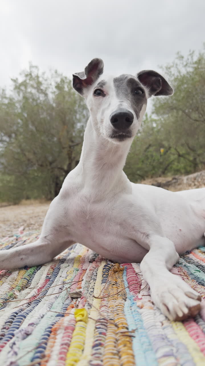 Un galgo inglés relajándose al aire libre en la naturaleza en vertical