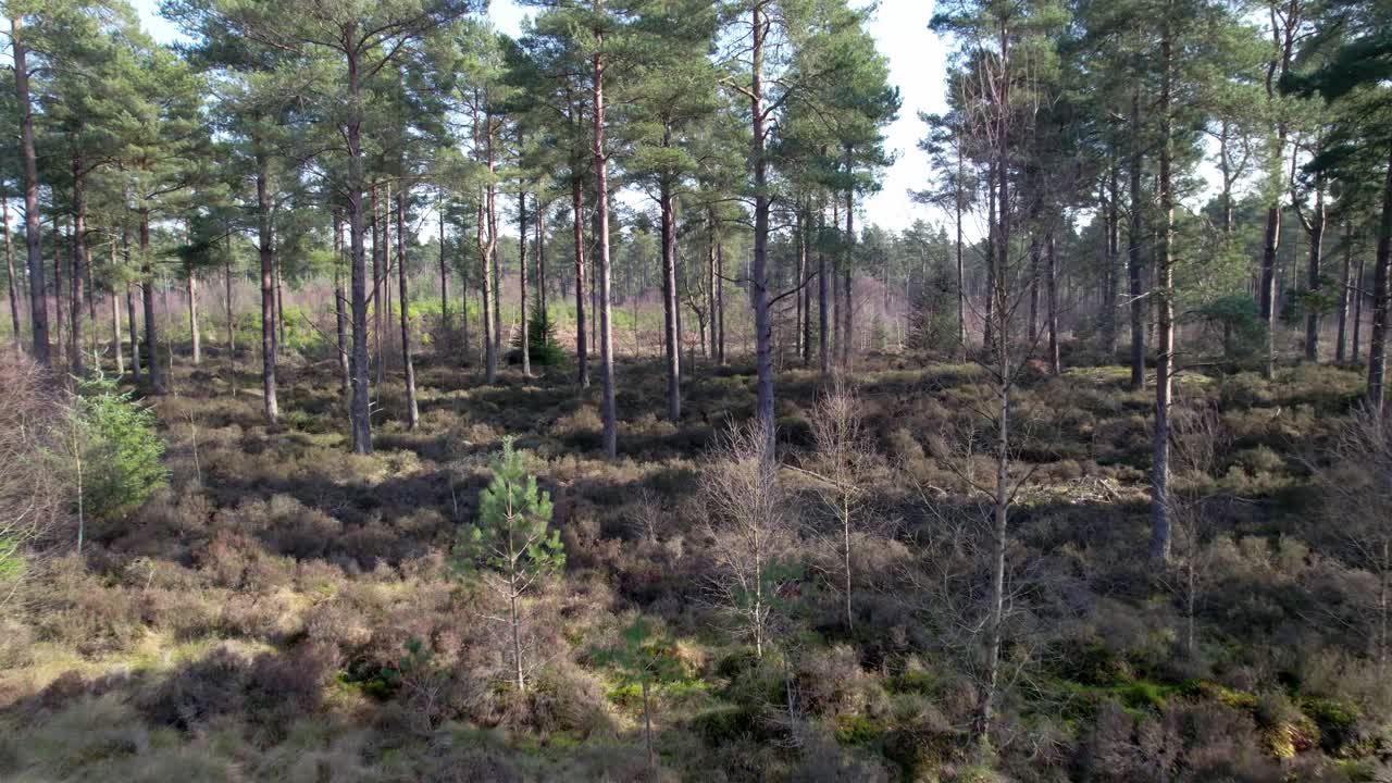 Cinematic aerial drone footage flying away from a native Scots pine forest in Scotland across open heather and regenerating trees as dappled light hits the forest floor