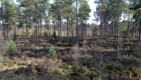 cinematic aerial drone footage flying away from a native scots pine forest in scotland across open heather and regenerating trees as dappled light hits the forest floor