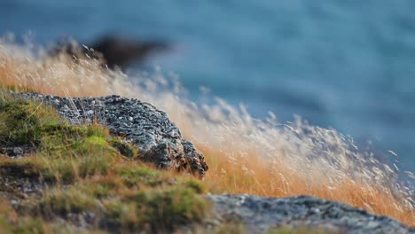 la hierba seca y tenue se balancea en el viento