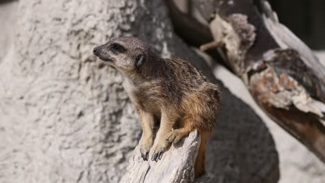 close up shot of cute meerkat sitting on trunk and enjoying sunshine in nature