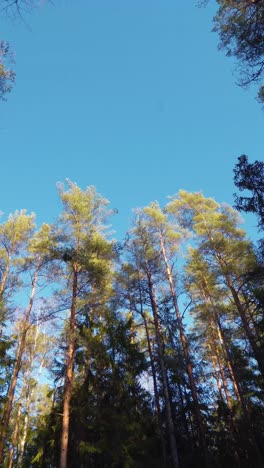 vertical wide angle view looking up into the blue skies in a pine tree forest. upward view of sunlit tree trunks and branches in a peaceful and clean forest environment.