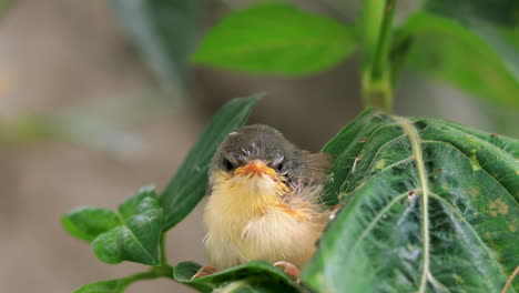 Süßer-Junger-Aschgrauer-Wren-Warbler,-Der-Auf-Einem-Baum-Brütet