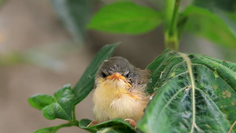 lindo joven ashy wren curruca incipiente en un árbol