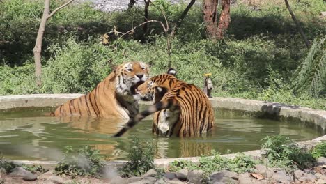loving young indian tigers in zoo park  enjoying summer season