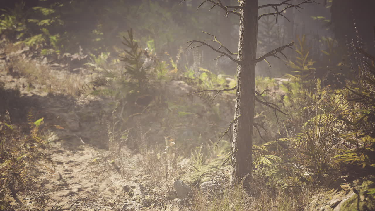 Exploring a sunlit forest path in canada during autumn