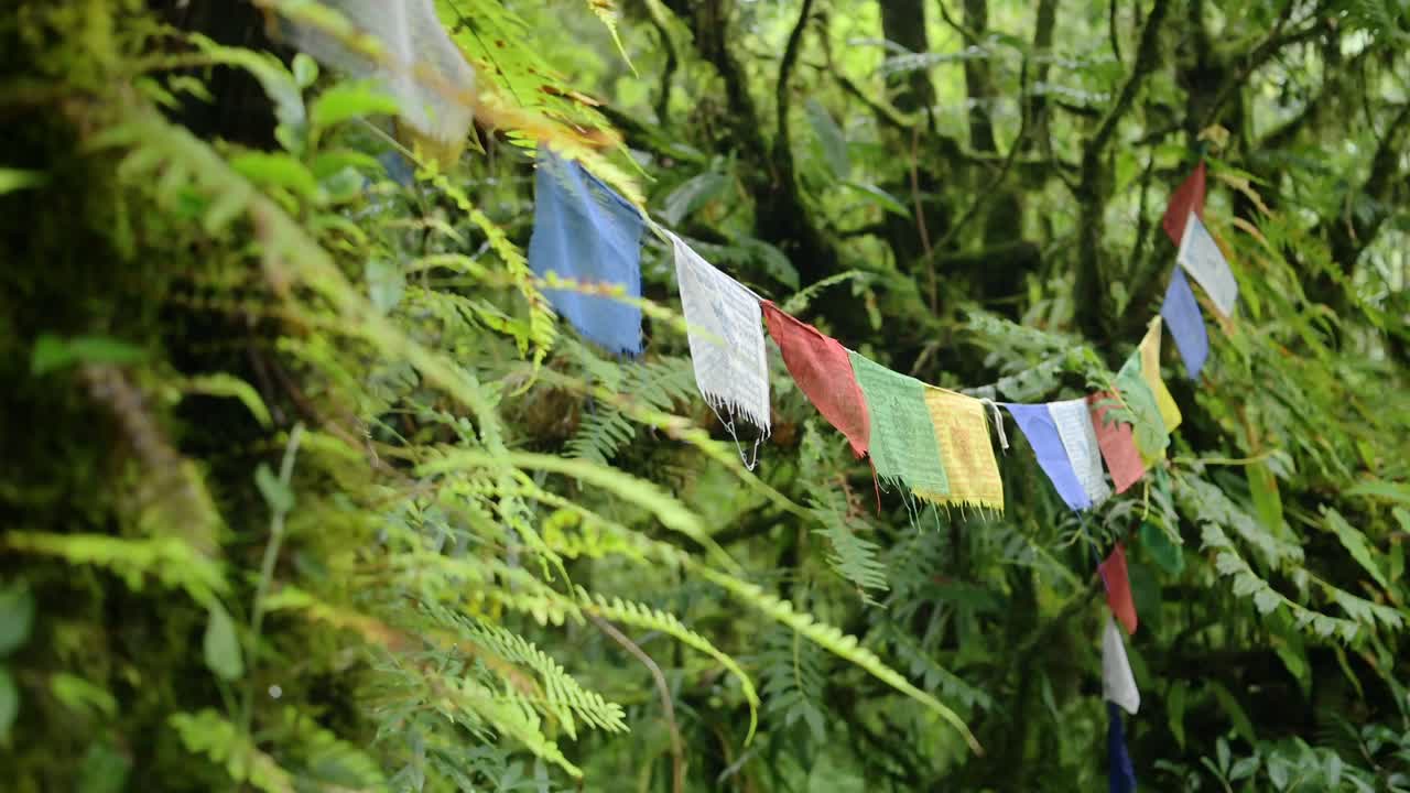 Himalayas Buddhist Prayer Flags in Nepal in the Rainforest, Colourful Buddhist Prayer Flags in Nature in Tropical Green Scene with Ferns Plants Trees and Greenery in Lush Luscious Setting