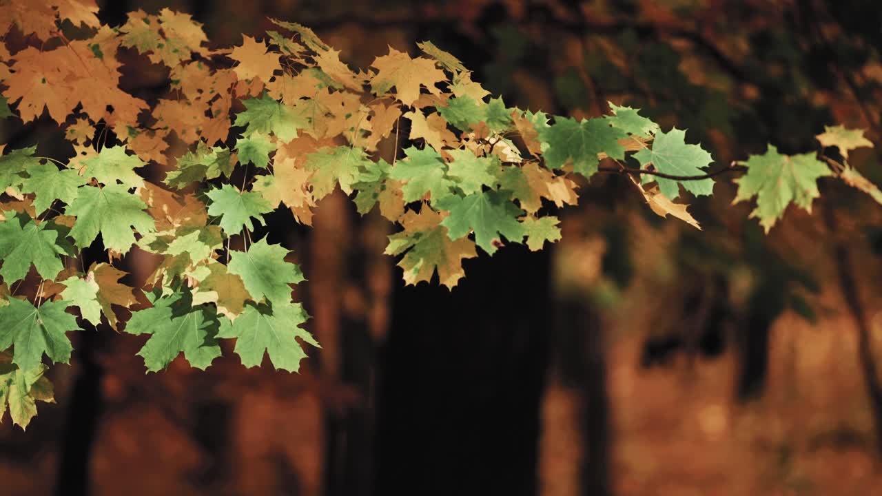 A close-up macro dolly shot of the bright green and yellow maple tree leaves