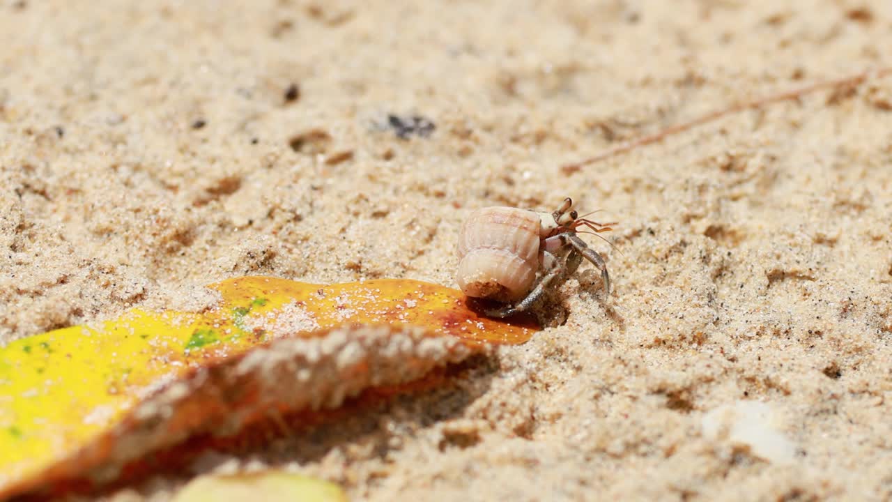 A hermit crab moves across sandy terrain under bright sunlight in Phuket, Thailand, showcasing natural behavior and environment