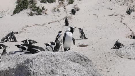 colonia de pingüinos colonia en boulders beach en ciudad del cabo, sudáfrica