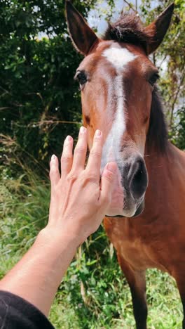 gentle horse interaction