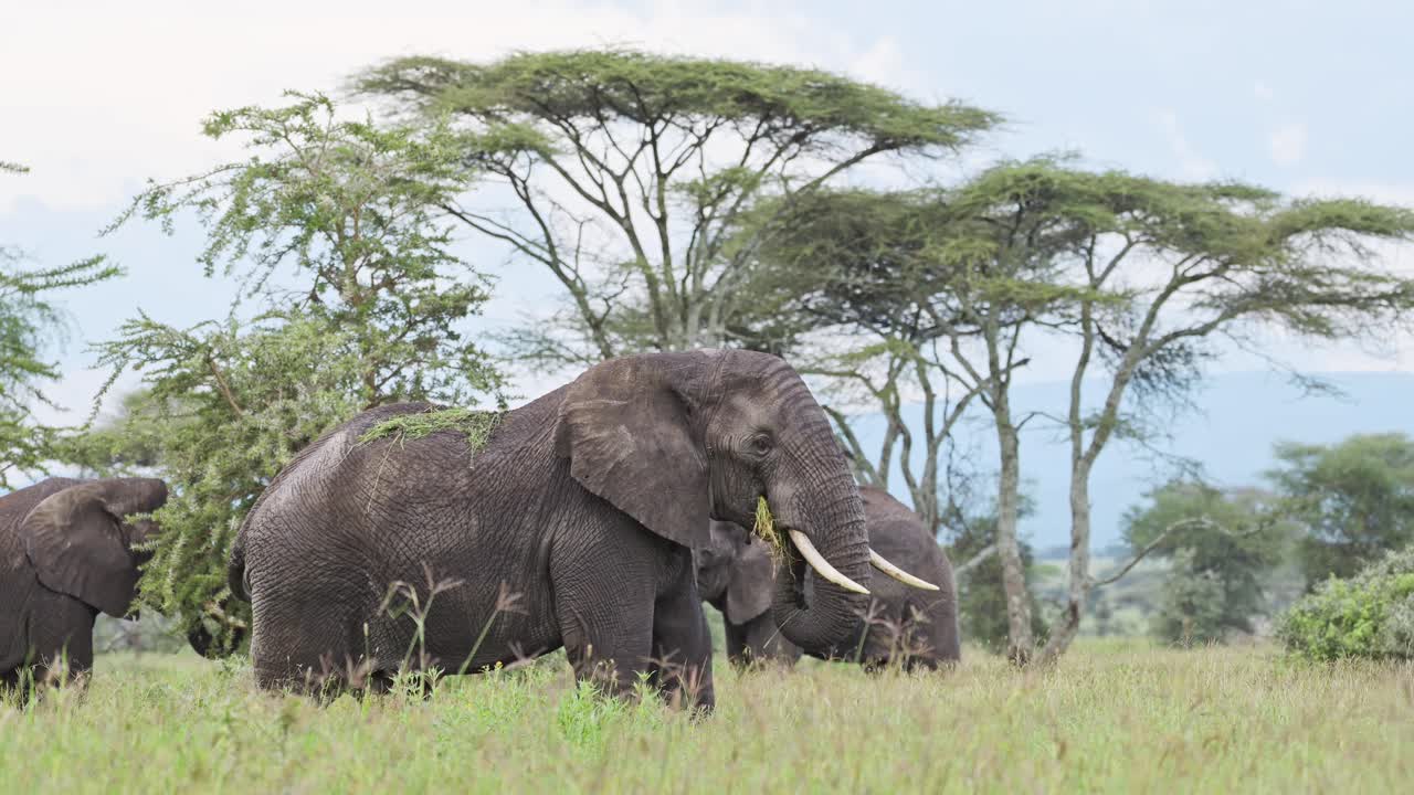 African Elephant and Acacia Tree, Eating Grass and Grazing in Long Tall Grasses in Tanzania in Africa at Ngorongoro Conservation Area in Ndutu National Park, African Animals on Wildlife Safari