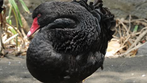 black swan preening close-up with detailed feather texture in sunlight