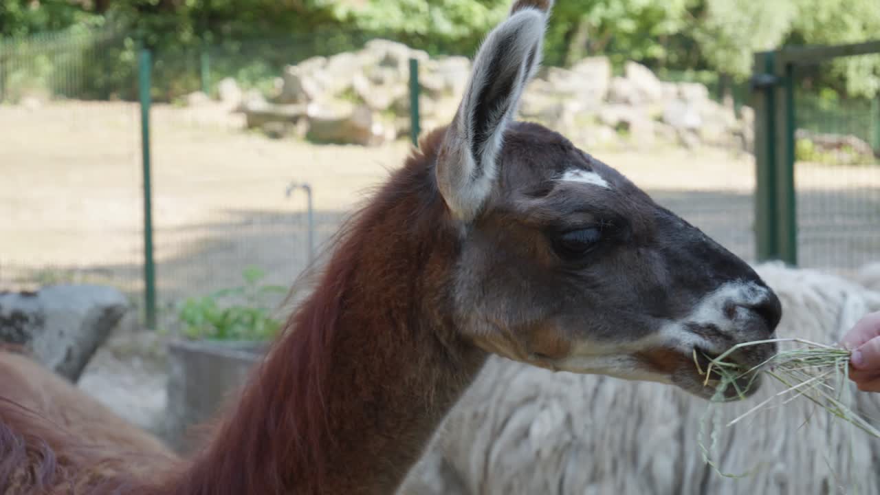 A close-up of a llama's head chewing on grass