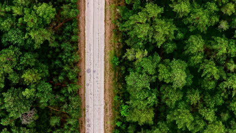 Aerial top down view of forest road between dense green trees in summer