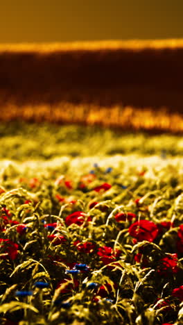 sunset field of poppies and wheat