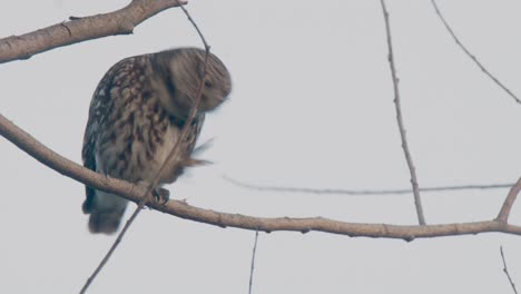 aware little owl on bare branch turning head rapidly from side to side - static