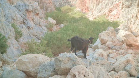 patrimonio cultural y maravillas naturales: explorando la isla de creta