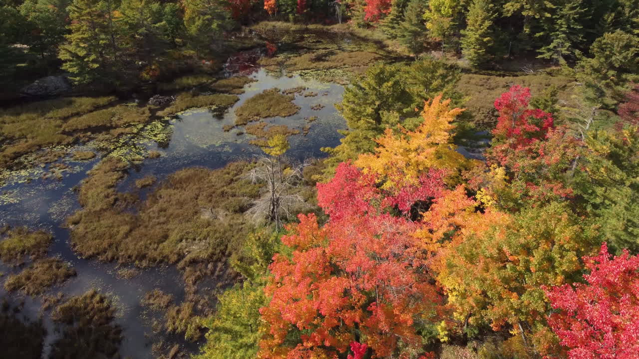 캐나다 킬베어 주립공원의 아름다운 드론 샷 숲과 호수