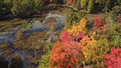 Beautiful-drone-shot-forest-and-lake-in-Killbear-Provincial-Park,-Canada