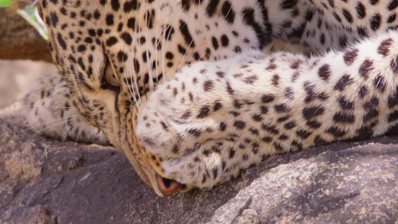 Cabeça de leopardo lambendo a pata na savana ao meio-dia
