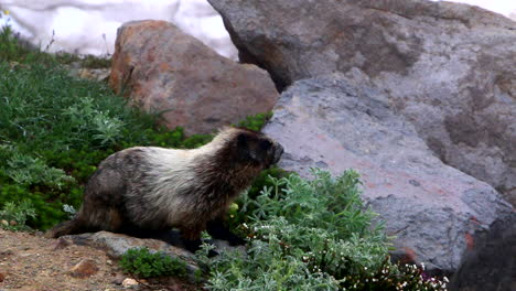 panning hoary marmot scavenge for food and looking out for predators