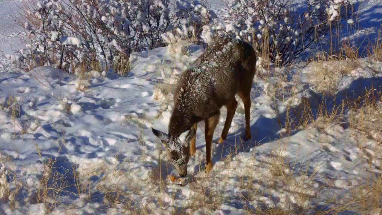 콜로라도에서 겨울 동안 눈 덮인 노새 사슴 새끼 사슴 호박을 먹고