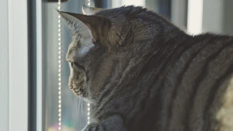 un gato adorable peludo acostado cerca de la ventana