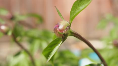 Peony-Bud-Dewdrops.-Close-up