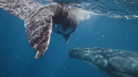 un raro encuentro de cerca con un becerro de ballena jorobada girando y girando su cuerpo bajo el agua