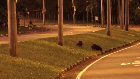 carpincho come hierba por la noche en zona urbana
