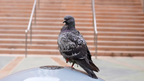 primer plano de una paloma bravía común encaramada en una fuente de agua en la ciudad - unida por una paloma rojiza